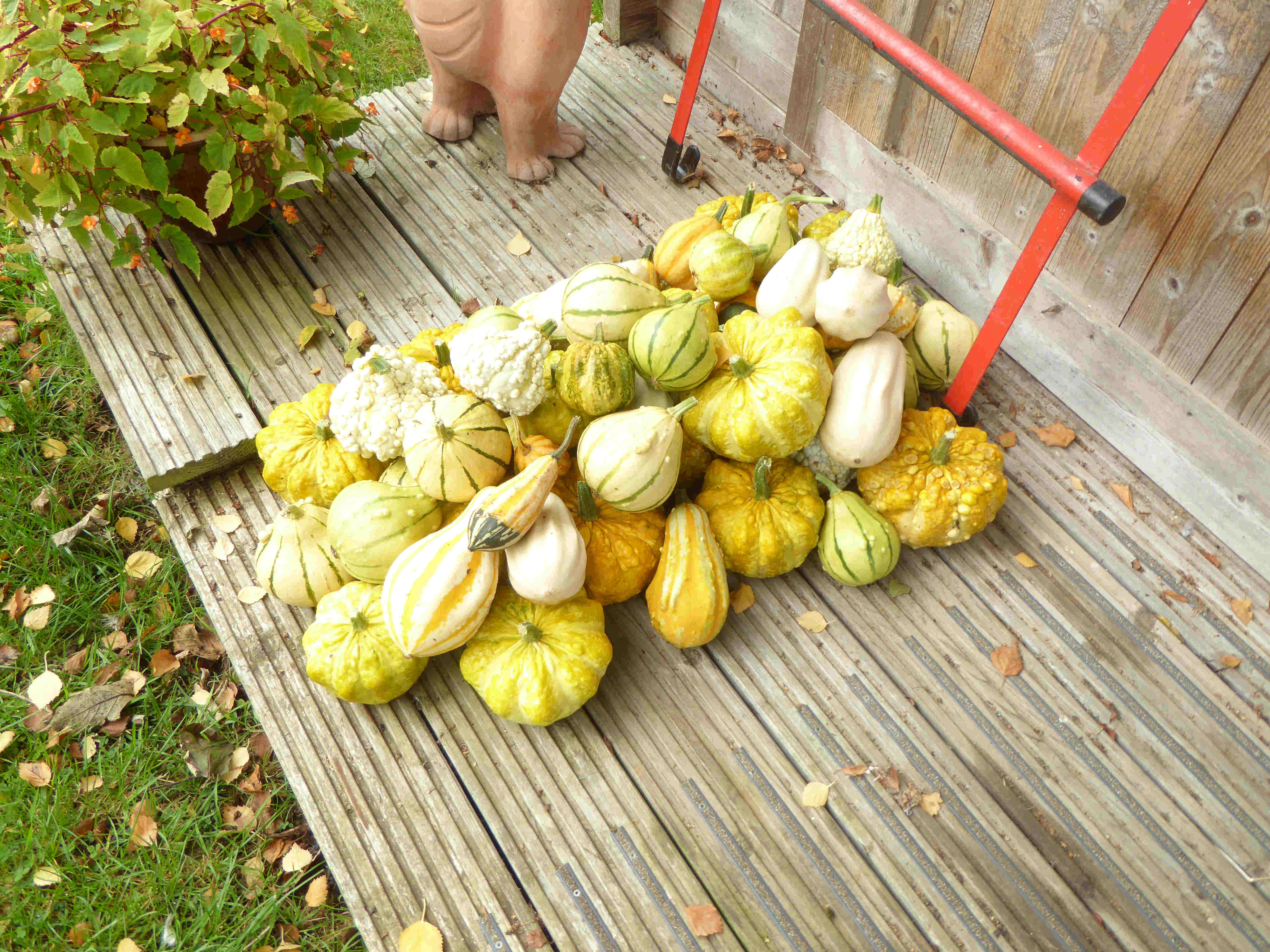 Gourds 7-10-1024