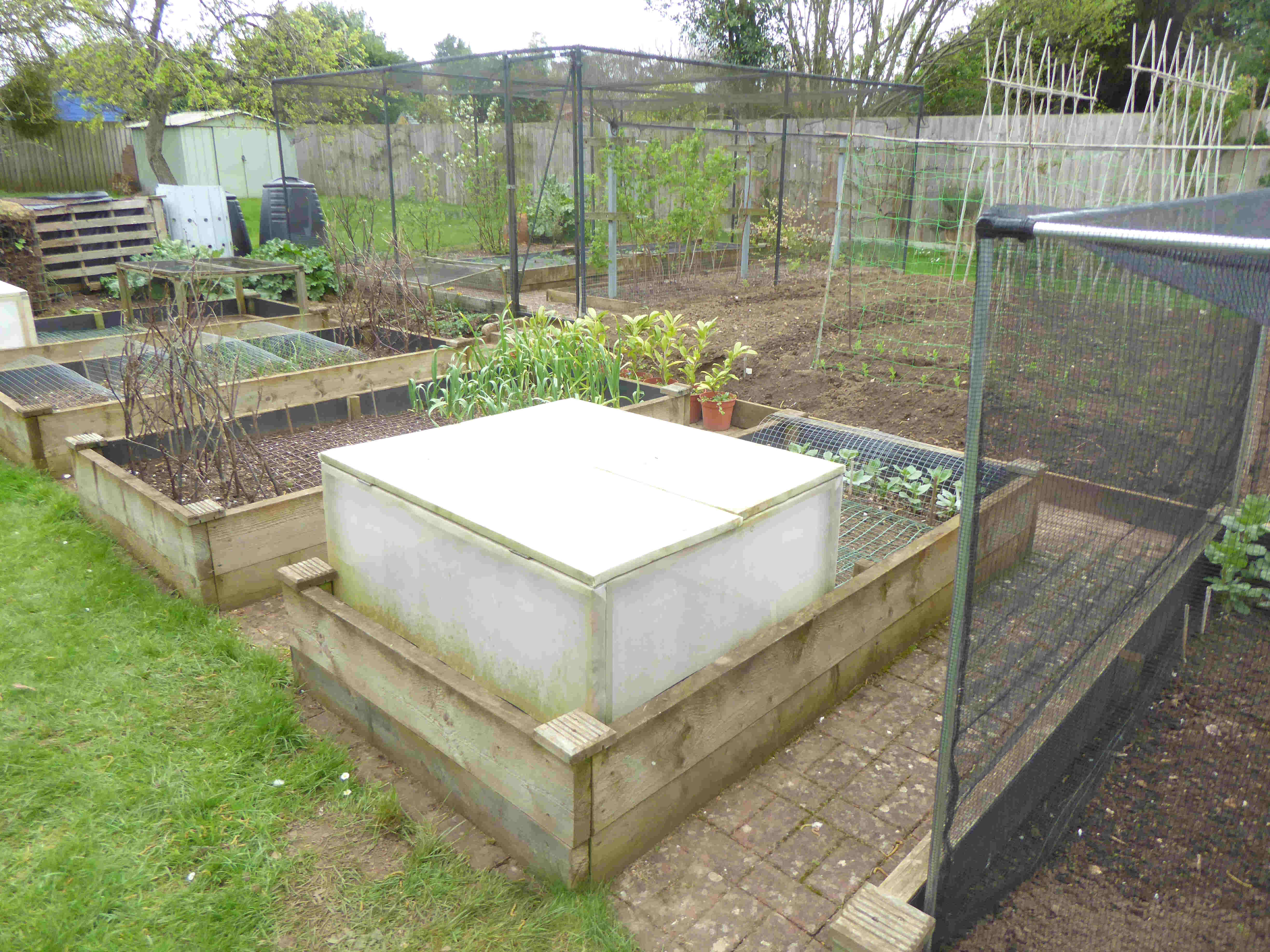 Large Carrot Cage 7-4-2024