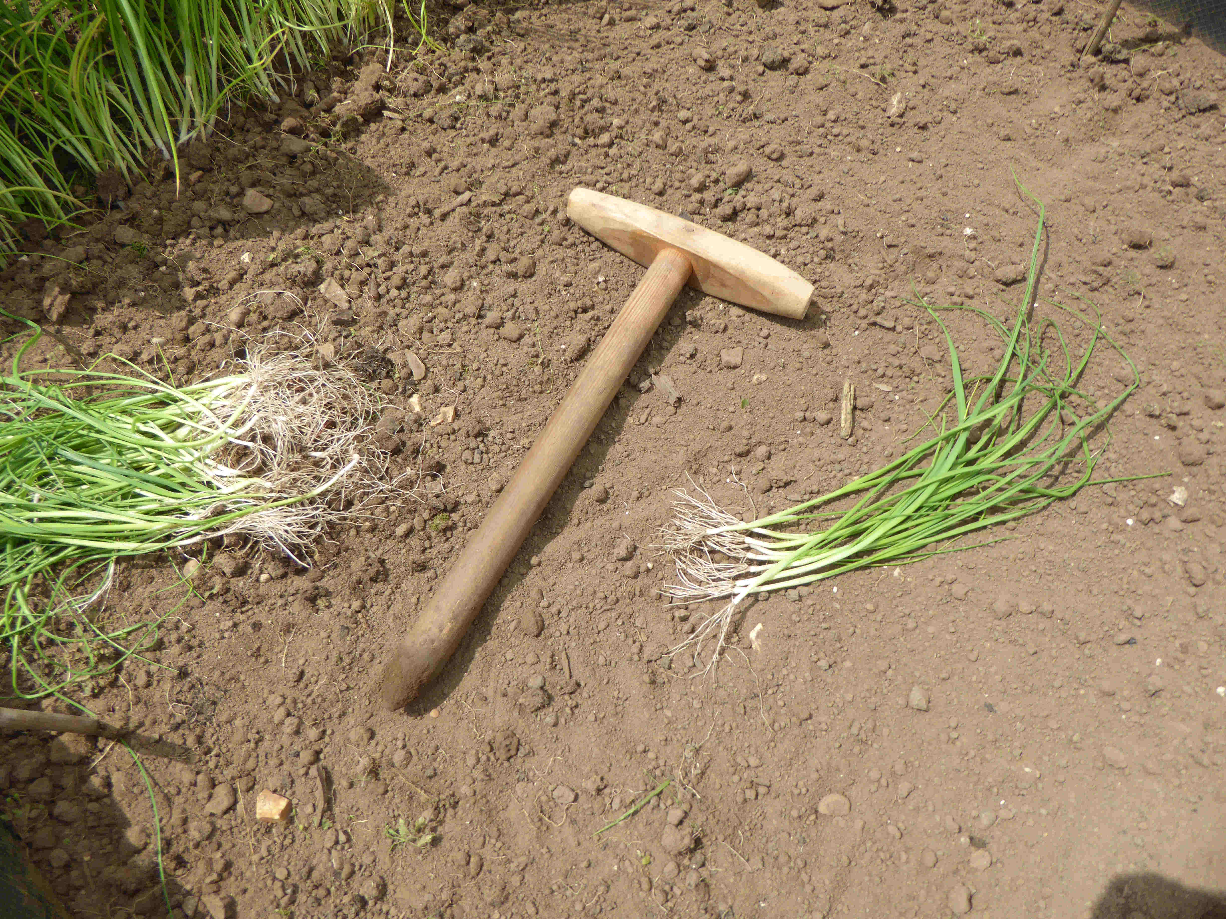 Leeks - digging up and planting tool