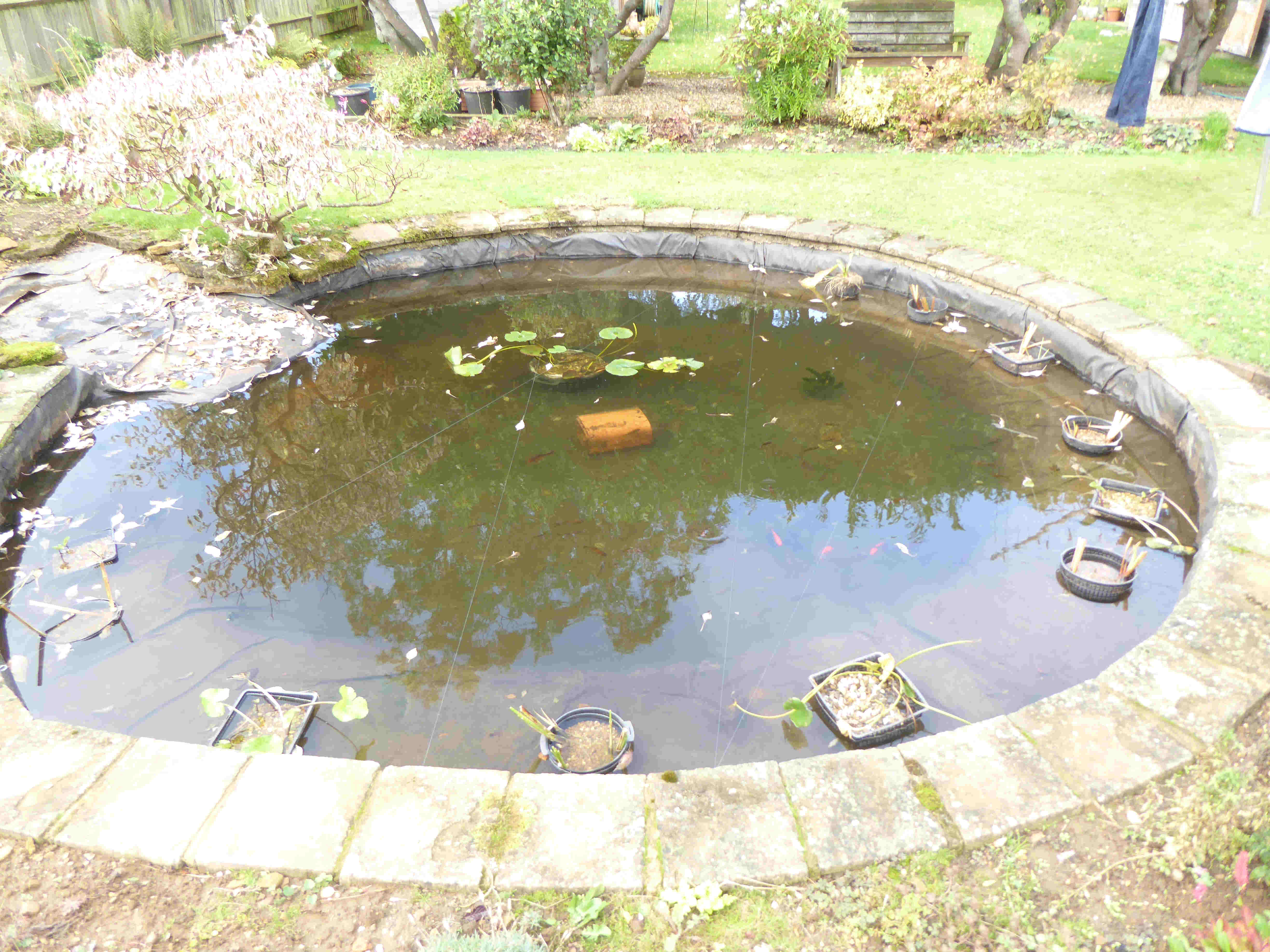Pond Finished 30-9-2024