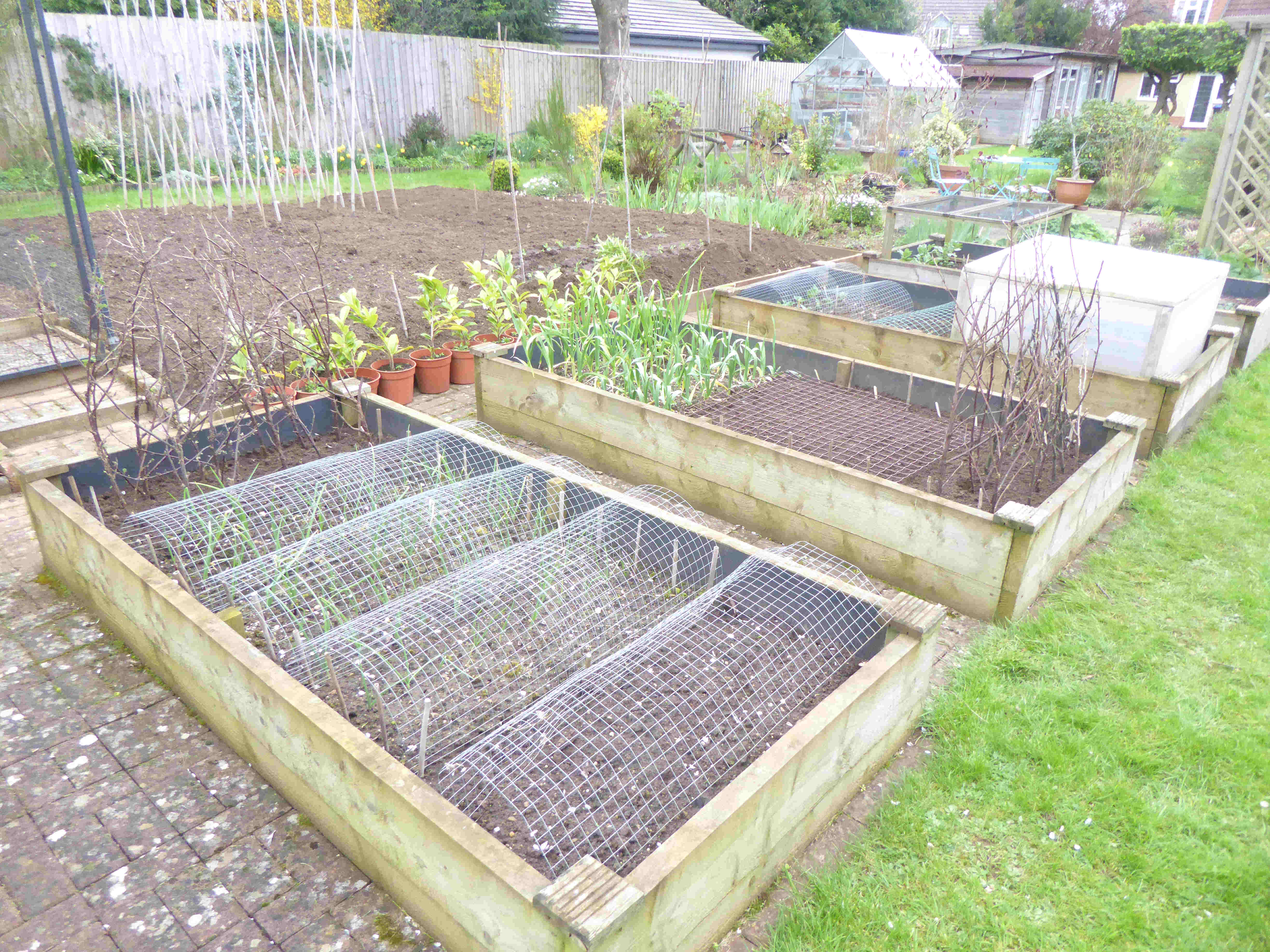 Raised Beds 31-3-2024