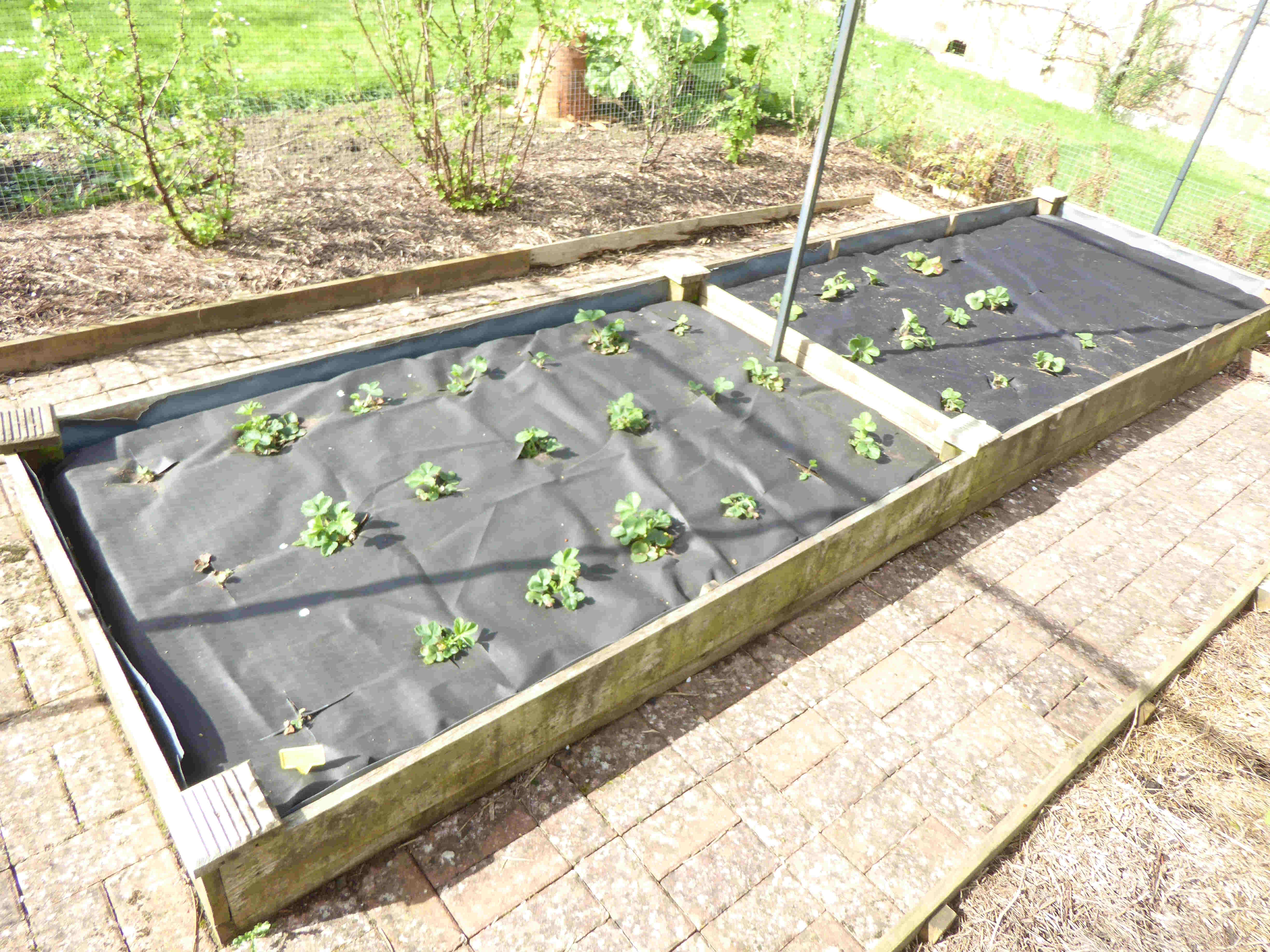 Strawberries 5/4/2024