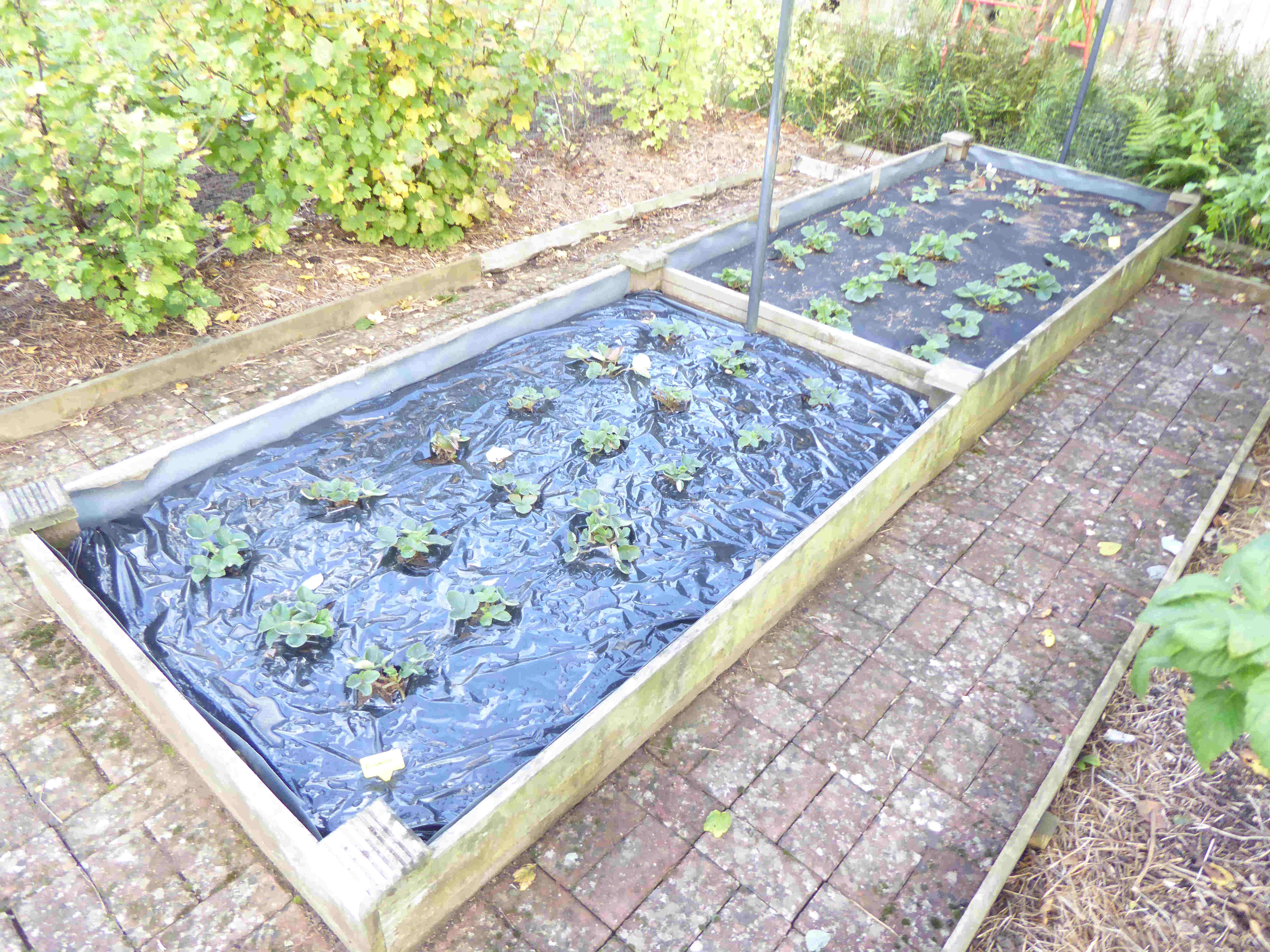 Strawberries 7-10-2024