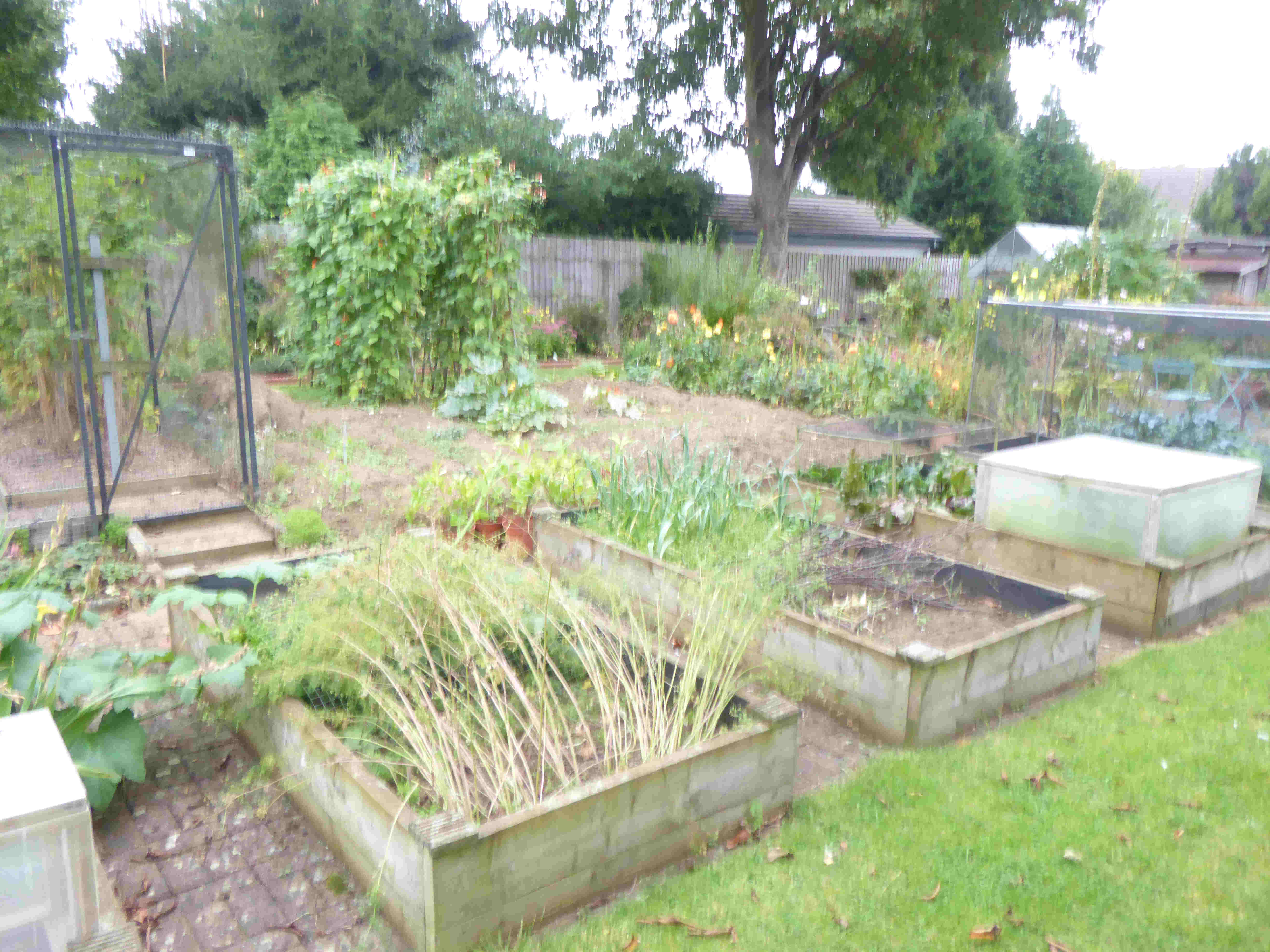 Vegetables 14th August 2024