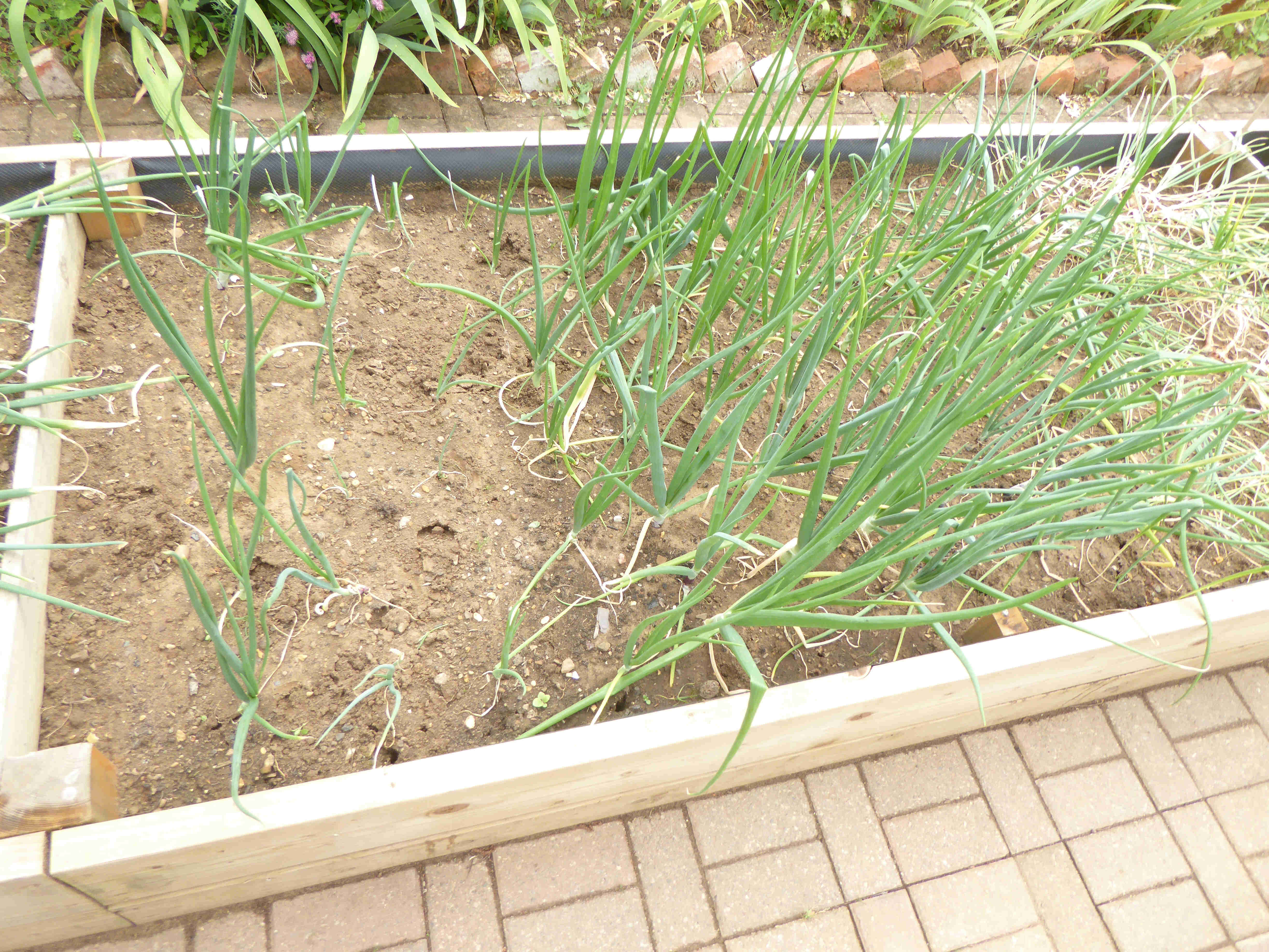 Onion Seed June 2025