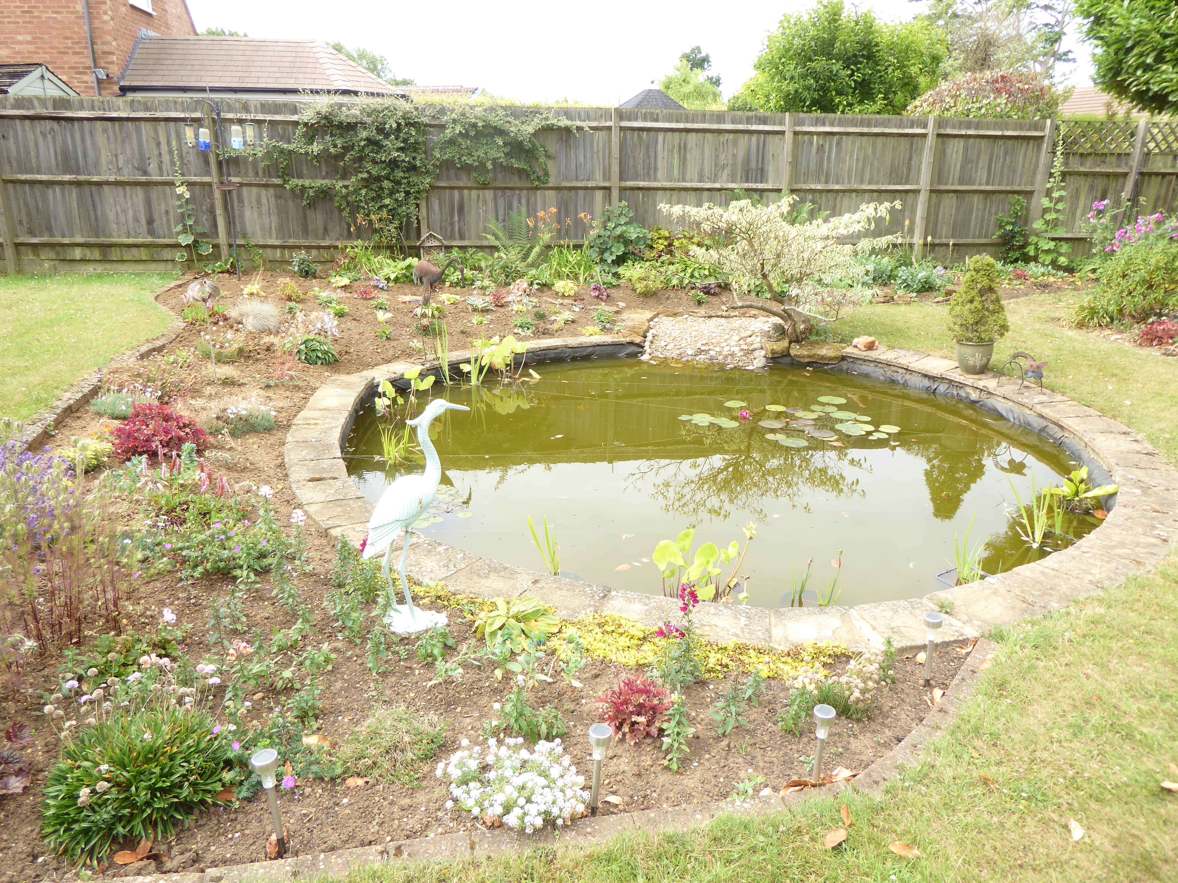 Pond June 2025