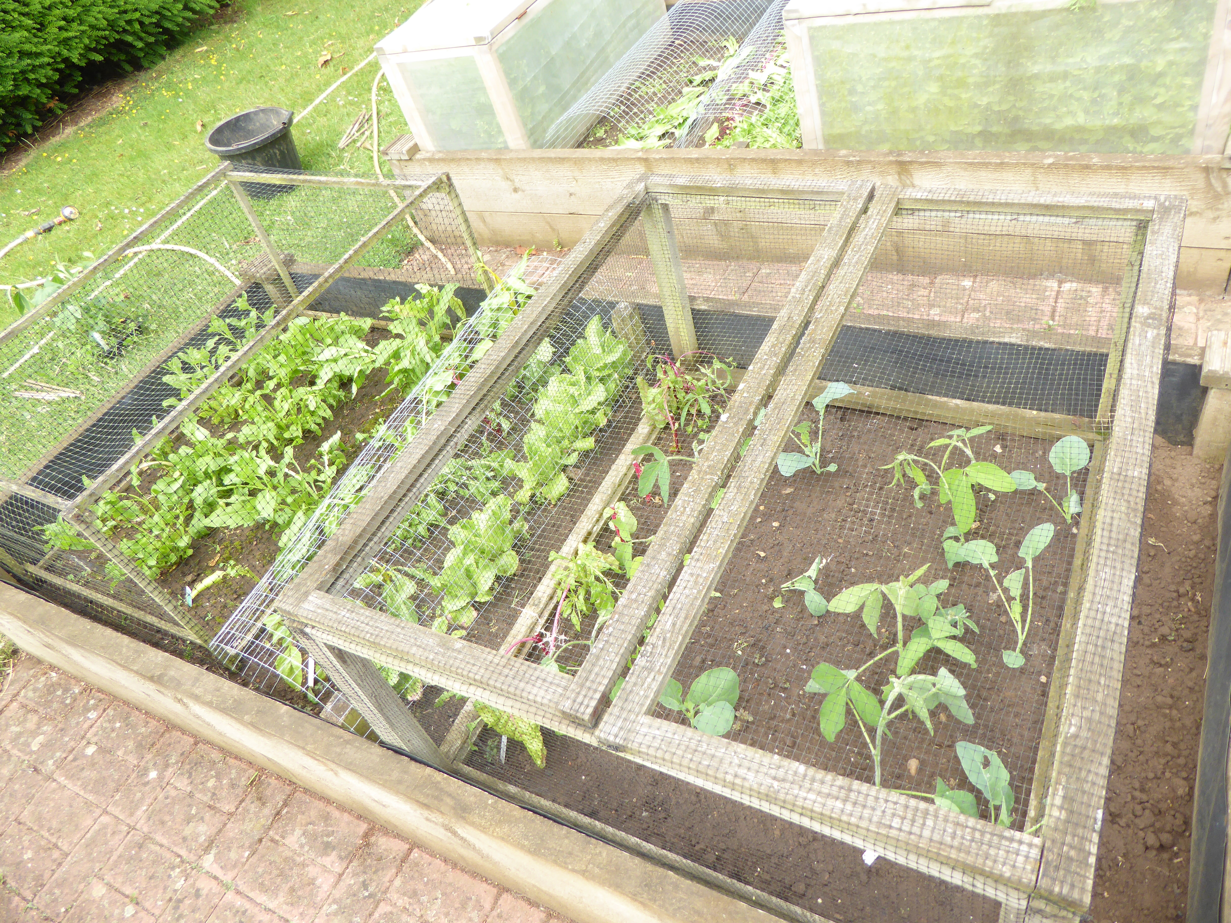 Romanesco and Edemame